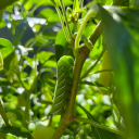 there-is-no-me avatar