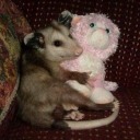 there-is-pie-in-the-fridge avatar