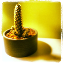 thereadingcactus avatar