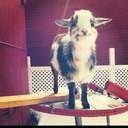 thereal-rainnebows avatar