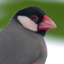 therealactuallordhenrysparr-blog avatar