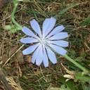 therealhatman avatar