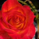 therealieblog avatar