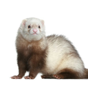 therealpartyferret avatar