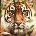 therealtiger77 avatar