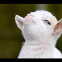 thereblogsyoudeserve avatar