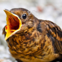 thereinliesmyproblem avatar