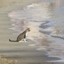 thereisapineappleupmyass avatar