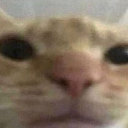 thereisawaspsnestinmyattic avatar