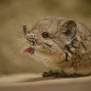 thereisonlysin avatar