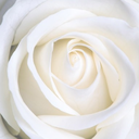 thereluctantnarrator avatar