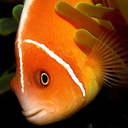 therereawholelotoffishinthe-blog avatar