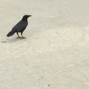 theres-a-bugle-on-my-birdfeeder avatar