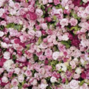 theres-a-shit avatar