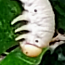 theresbugsmywalls avatar