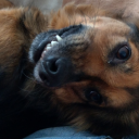 thereschocolateonmykeyboard avatar