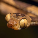 theresglitterinurtea avatar