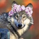 therian-and-otherkin-kingdom avatar