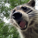theriverracoon avatar