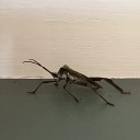 thermaldamage54 avatar