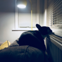 therockfordfiles avatar