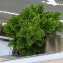 theroguescientist avatar