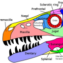 theropods-and-therapy avatar