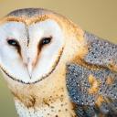 theroyaladviser avatar