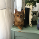 therubbleoroursins avatar