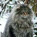 therussianjael avatar