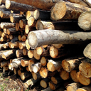 therusticpalette avatar