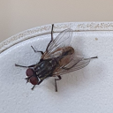 thesadandterriblejoxworld avatar