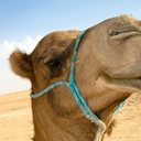 thesandycamel avatar