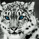 thesaphira1992-blog avatar