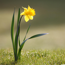 thesarahsupreme avatar