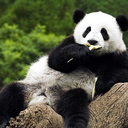 thesassygaypandauniverse avatar