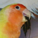 thescreamingparrot avatar