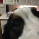 thescribblerqueen avatar