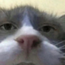 thescrungklies avatar