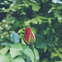 these-rambling-ways avatar