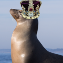 thesealking avatar