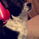 theseapony-blog avatar