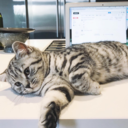 thesearrch4everything avatar