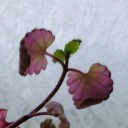 theseasonsrollonby avatar