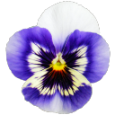 thesecondshow avatar