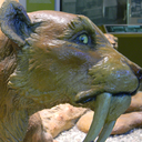 thesecretlostpetcityonthemoon avatar