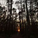 theseeinggirl avatar