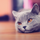 theserainydays avatar