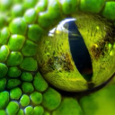 theserpentseye-blog avatar