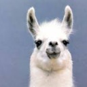 thesexyllama avatar